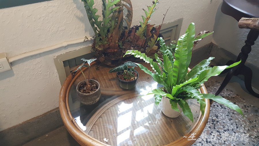 Midori Pastry 綠境|隱身於巷弄間的甜點店|老宅甜點店|不預約吃不到的蛋糕|店家地址營業時間電話