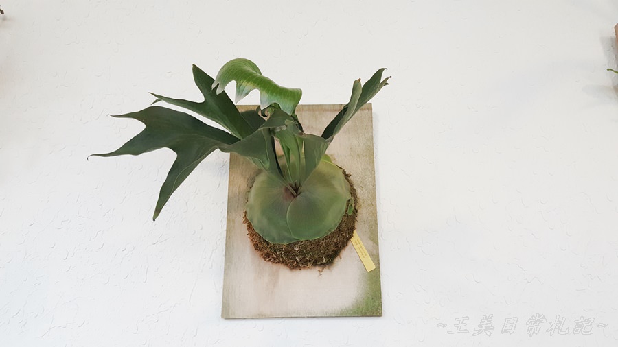 Midori Pastry 綠境|隱身於巷弄間的甜點店|老宅甜點店|不預約吃不到的蛋糕|店家地址營業時間電話