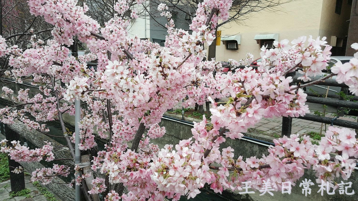 新竹景點-2021汀甫圳賞櫻景點~新竹人賞櫻景點之一。竟然就隱藏在巷子內 - 第10張圖 新竹景點-2021汀甫圳賞櫻景點~新竹人賞櫻景點之一。竟然就隱藏在巷子內