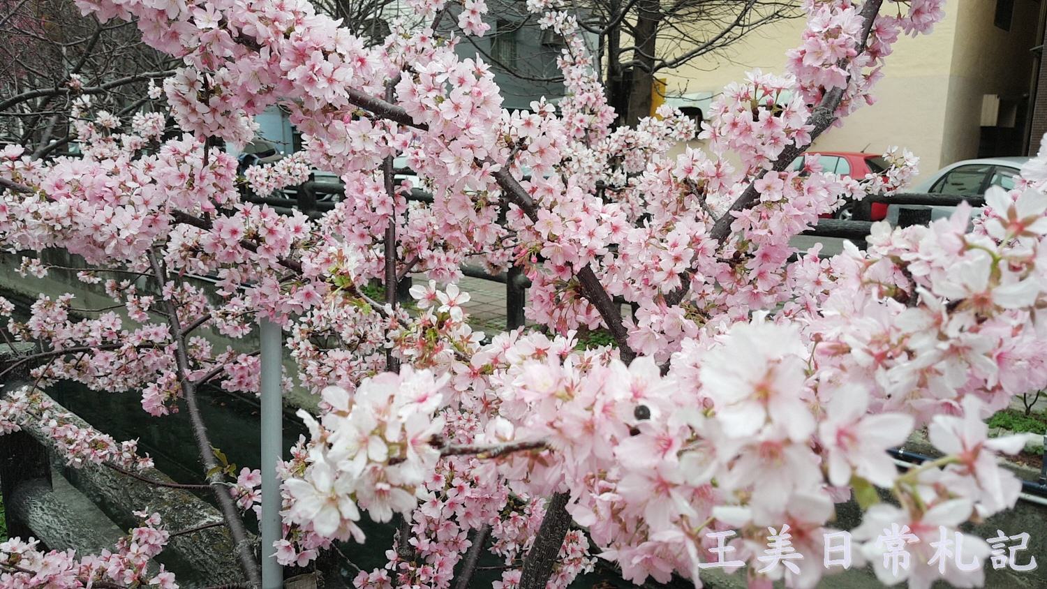 新竹景點-2021汀甫圳賞櫻景點~新竹人賞櫻景點之一。竟然就隱藏在巷子內 - 第11張圖 新竹景點-2021汀甫圳賞櫻景點~新竹人賞櫻景點之一。竟然就隱藏在巷子內