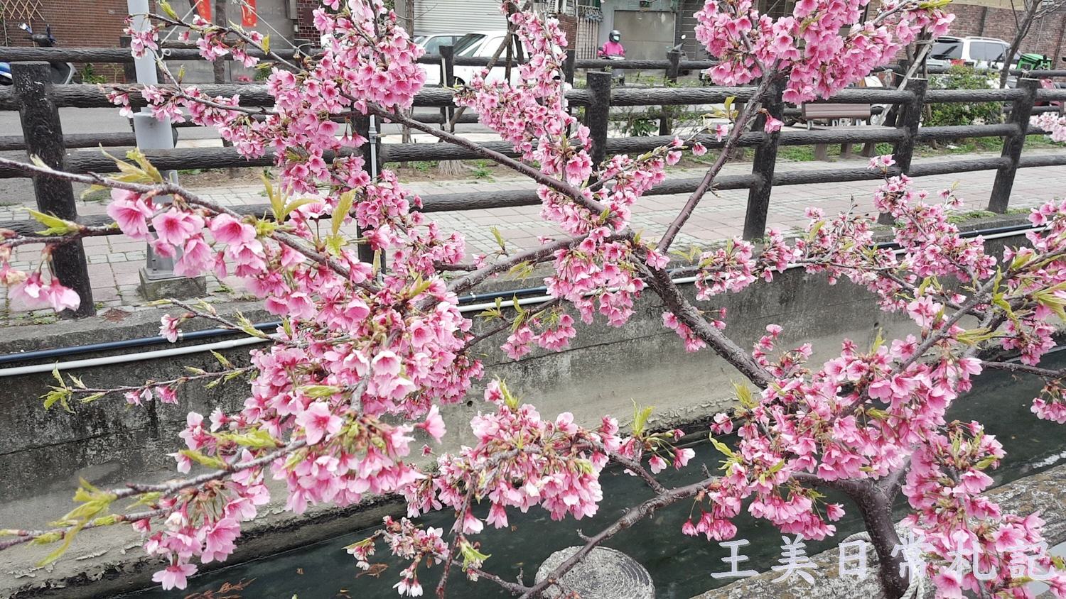 新竹景點-2021汀甫圳賞櫻景點~新竹人賞櫻景點之一。竟然就隱藏在巷子內 - 第13張圖 新竹景點-2021汀甫圳賞櫻景點~新竹人賞櫻景點之一。竟然就隱藏在巷子內