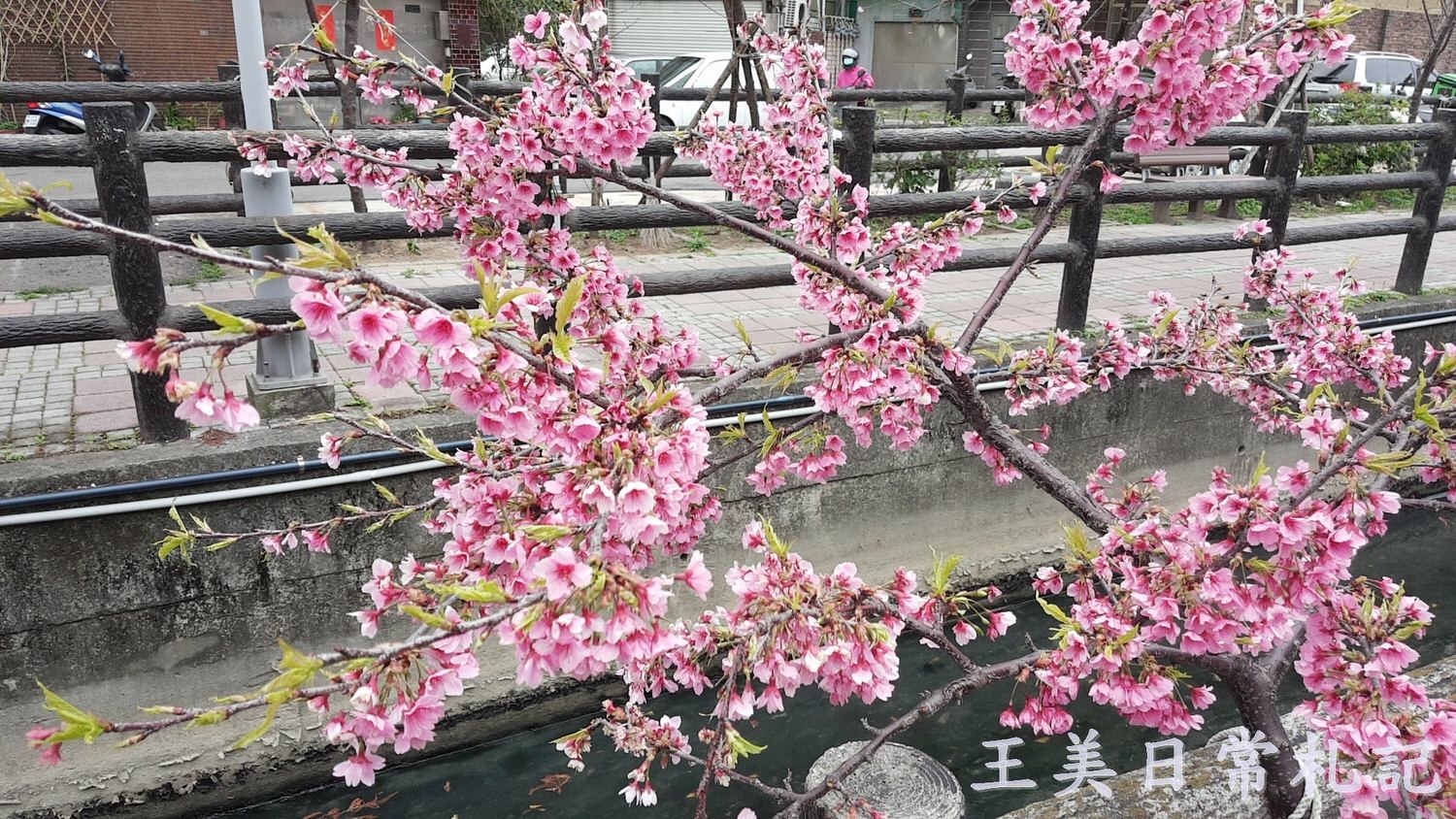 新竹景點-2021汀甫圳賞櫻景點~新竹人賞櫻景點之一。竟然就隱藏在巷子內 - 第14張圖 新竹景點-2021汀甫圳賞櫻景點~新竹人賞櫻景點之一。竟然就隱藏在巷子內