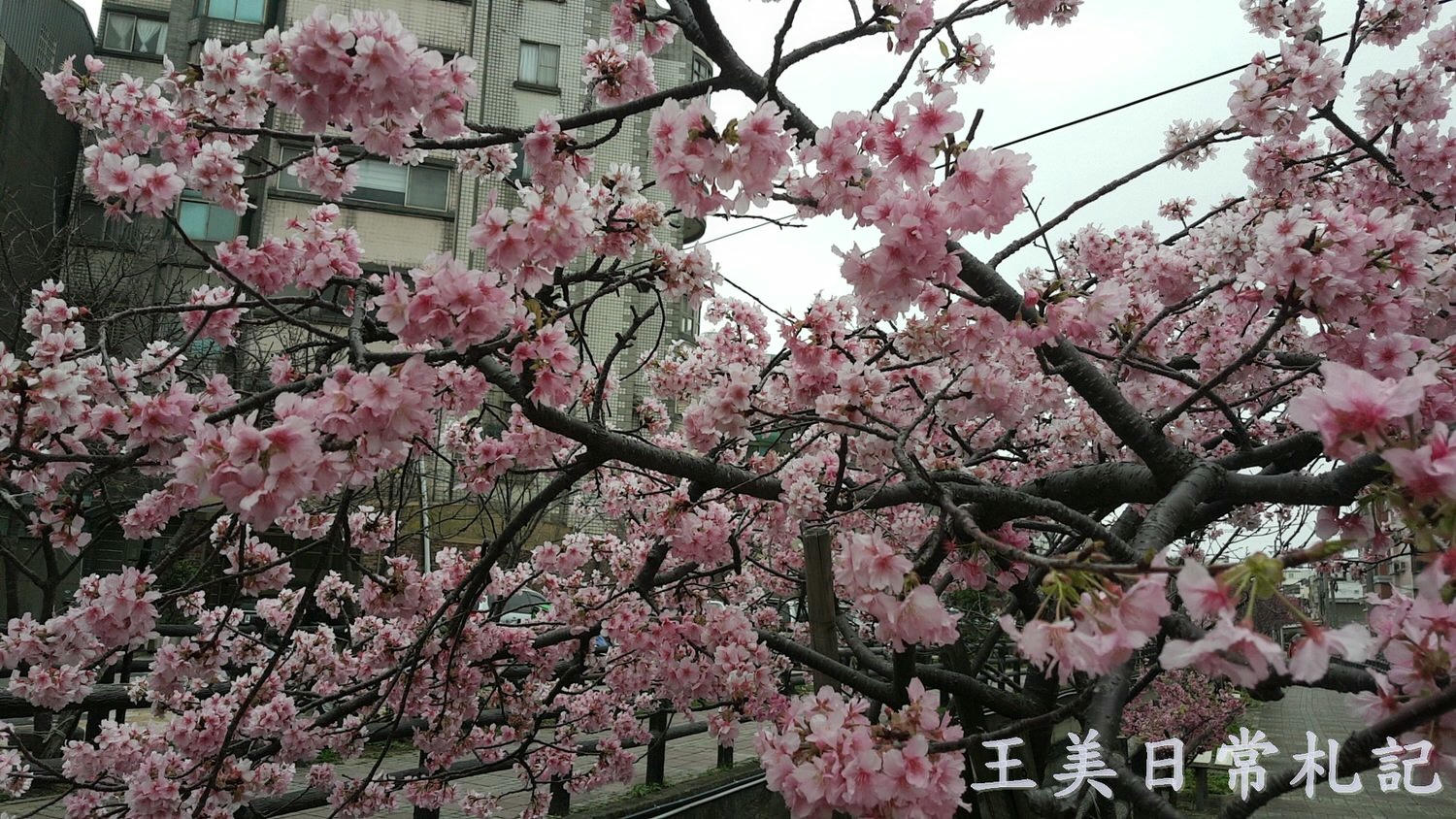 新竹景點-2021汀甫圳賞櫻景點~新竹人賞櫻景點之一。竟然就隱藏在巷子內 - 第15張圖 新竹景點-2021汀甫圳賞櫻景點~新竹人賞櫻景點之一。竟然就隱藏在巷子內