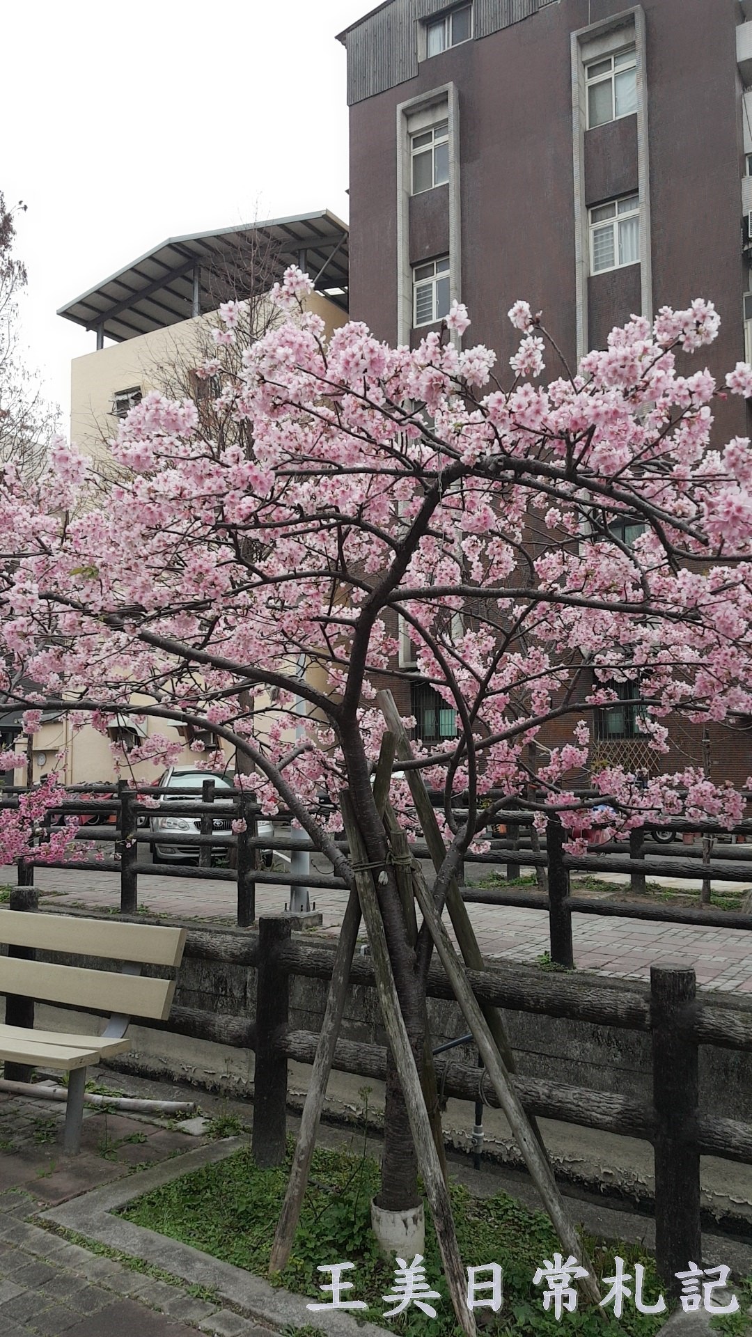 新竹景點-2021汀甫圳賞櫻景點~新竹人賞櫻景點之一。竟然就隱藏在巷子內 - 第22張圖 新竹景點-2021汀甫圳賞櫻景點~新竹人賞櫻景點之一。竟然就隱藏在巷子內