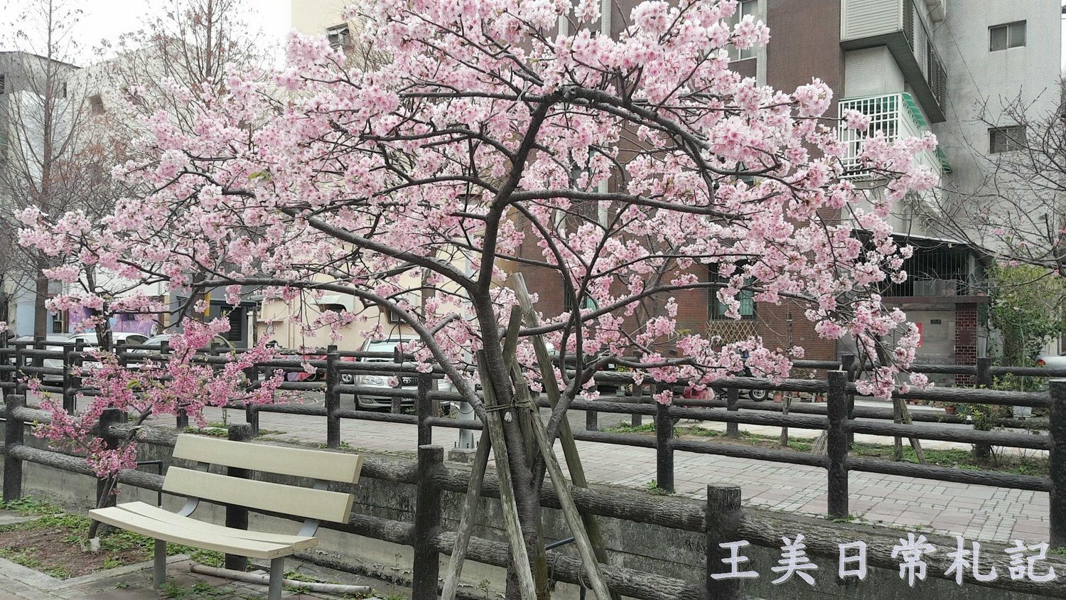 新竹景點-2021汀甫圳賞櫻景點~新竹人賞櫻景點之一。竟然就隱藏在巷子內 - 第16張圖 新竹景點-2021汀甫圳賞櫻景點~新竹人賞櫻景點之一。竟然就隱藏在巷子內