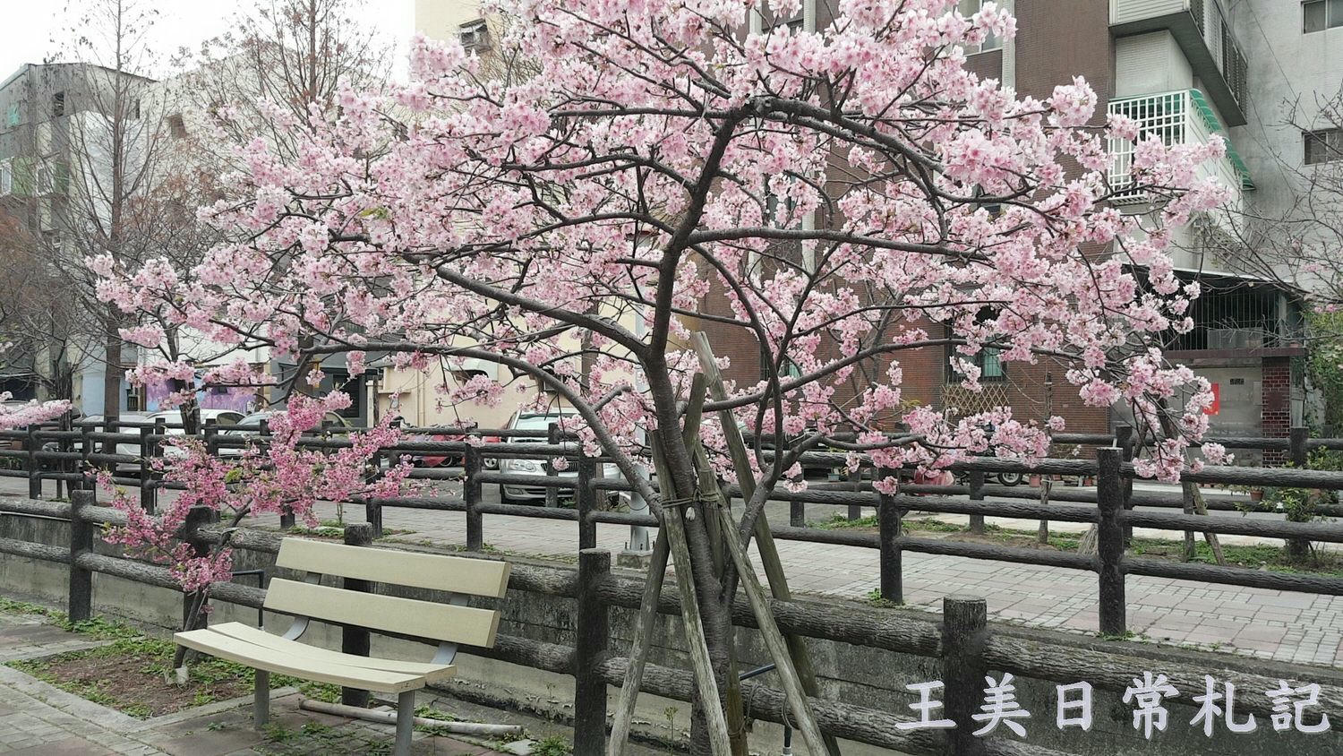 新竹景點-2021汀甫圳賞櫻景點~新竹人賞櫻景點之一。竟然就隱藏在巷子內 - 第17張圖 新竹景點-2021汀甫圳賞櫻景點~新竹人賞櫻景點之一。竟然就隱藏在巷子內