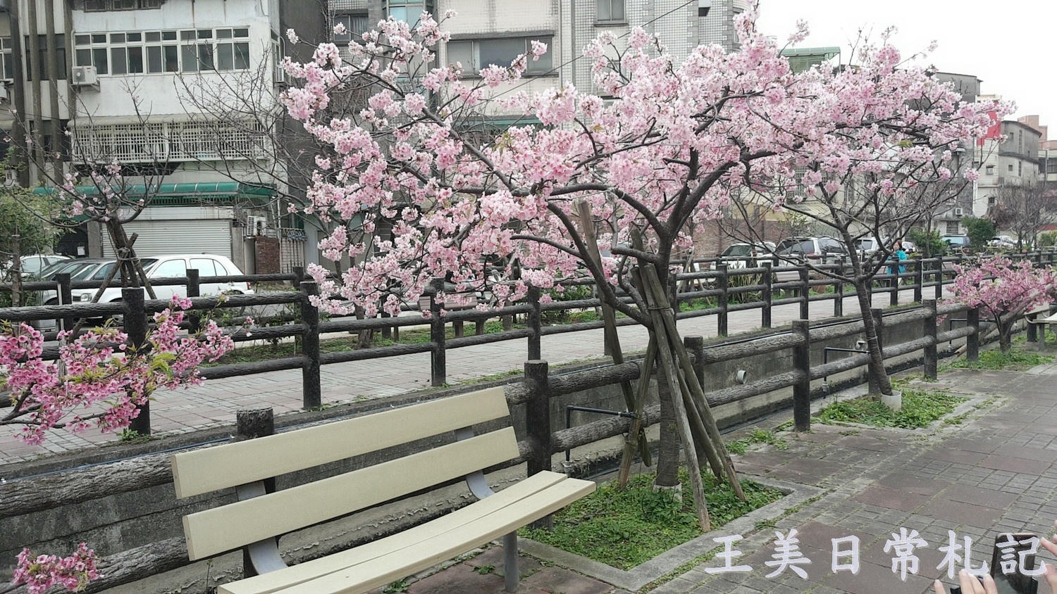 新竹景點-2021汀甫圳賞櫻景點~新竹人賞櫻景點之一。竟然就隱藏在巷子內 - 第18張圖 新竹景點-2021汀甫圳賞櫻景點~新竹人賞櫻景點之一。竟然就隱藏在巷子內