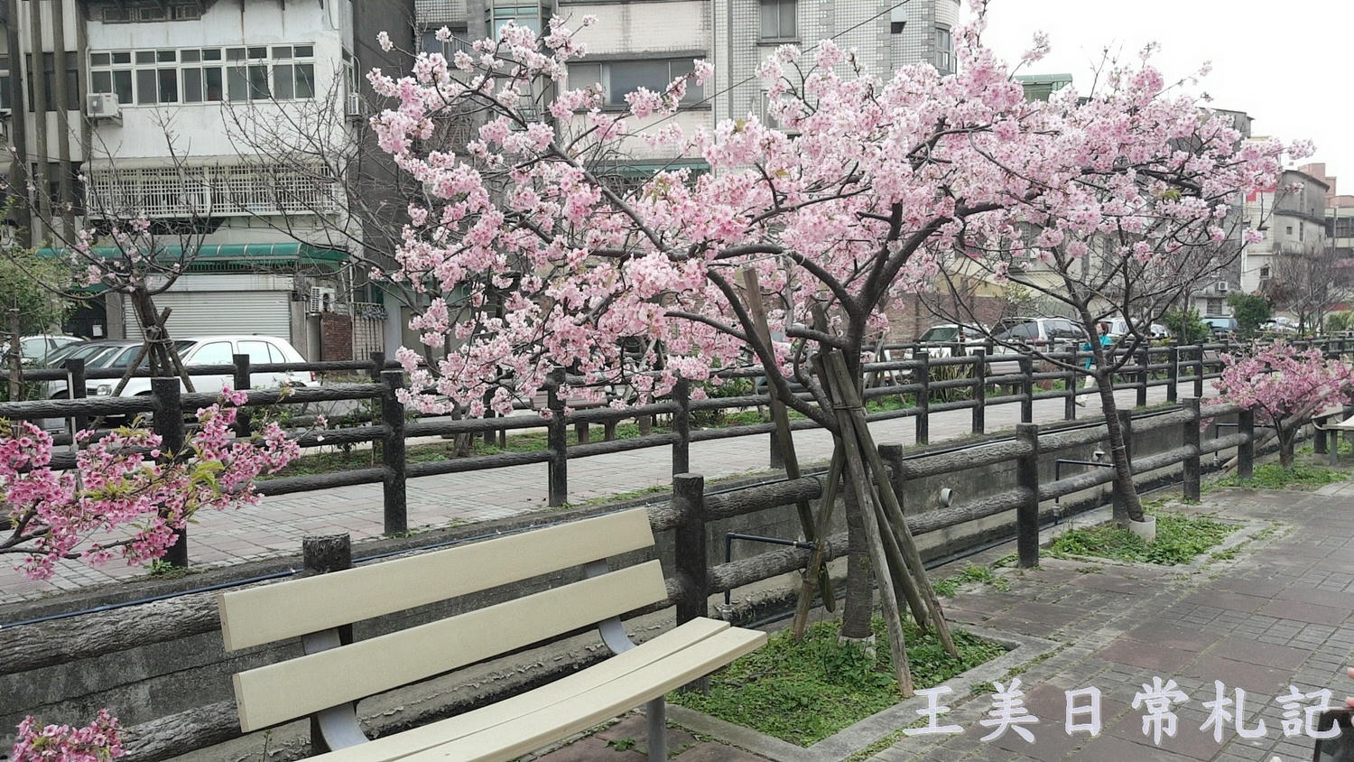 新竹景點-2021汀甫圳賞櫻景點~新竹人賞櫻景點之一。竟然就隱藏在巷子內 - 第5張圖 新竹景點-2021汀甫圳賞櫻景點~新竹人賞櫻景點之一。竟然就隱藏在巷子內