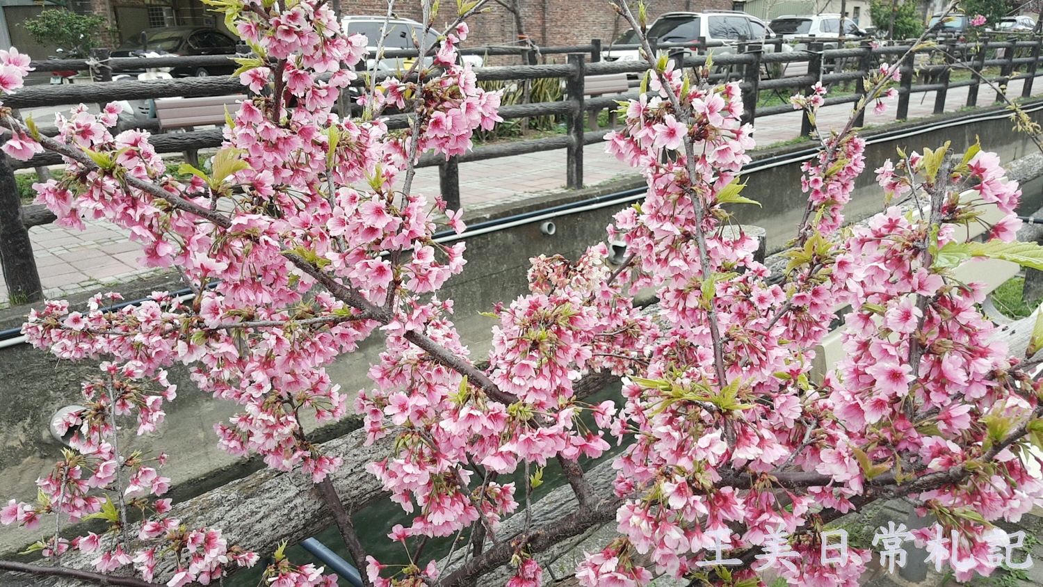 新竹景點-2021汀甫圳賞櫻景點~新竹人賞櫻景點之一。竟然就隱藏在巷子內 - 第19張圖 新竹景點-2021汀甫圳賞櫻景點~新竹人賞櫻景點之一。竟然就隱藏在巷子內