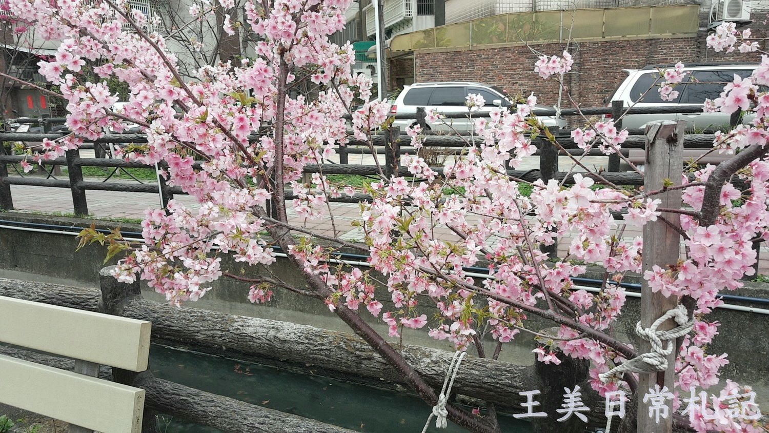 新竹景點-2021汀甫圳賞櫻景點~新竹人賞櫻景點之一。竟然就隱藏在巷子內 - 第20張圖 新竹景點-2021汀甫圳賞櫻景點~新竹人賞櫻景點之一。竟然就隱藏在巷子內