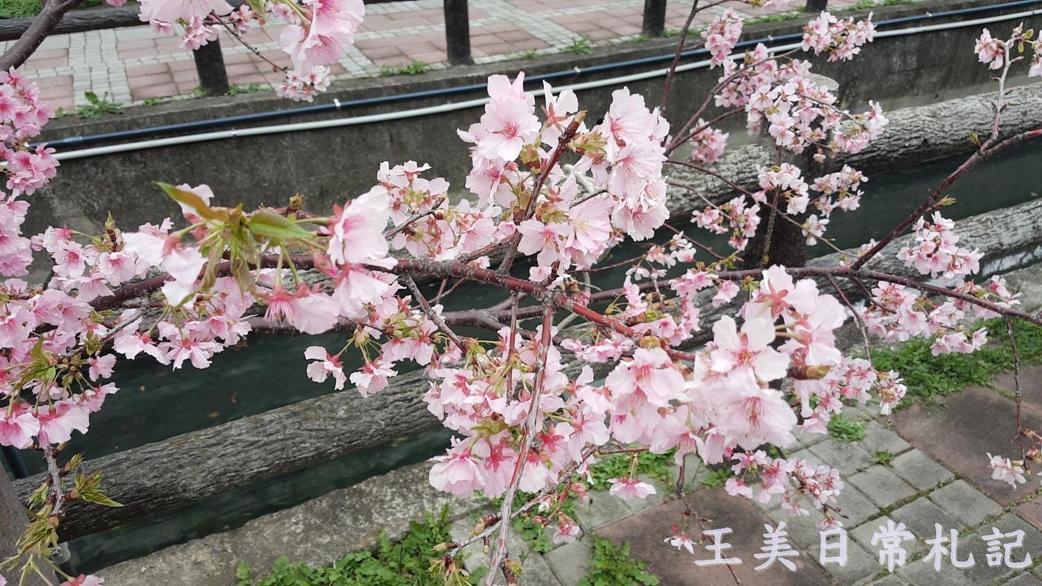 新竹景點-2021汀甫圳賞櫻景點~新竹人賞櫻景點之一。竟然就隱藏在巷子內 - 第21張圖 新竹景點-2021汀甫圳賞櫻景點~新竹人賞櫻景點之一。竟然就隱藏在巷子內